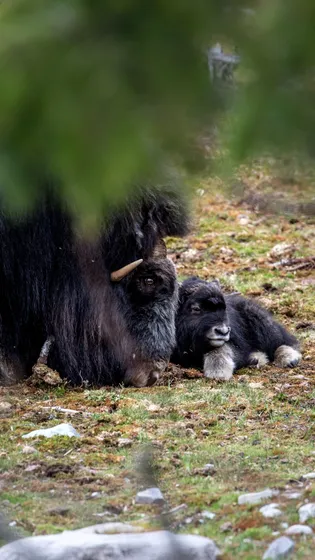 Myskoxe vilar med sin mamma i gräset