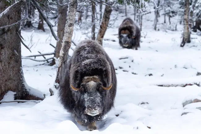 En myskoxe vandrar i skogen på vinter