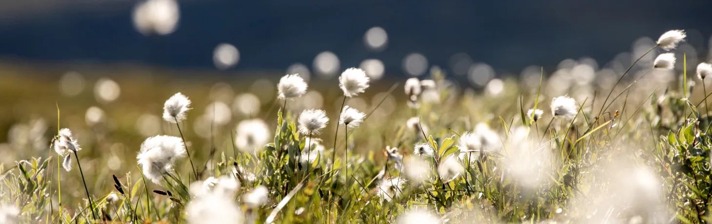 Blommor i fjällen