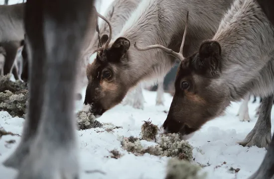 Två renar äter renlav