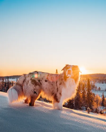 Bild på en hund i fjällen