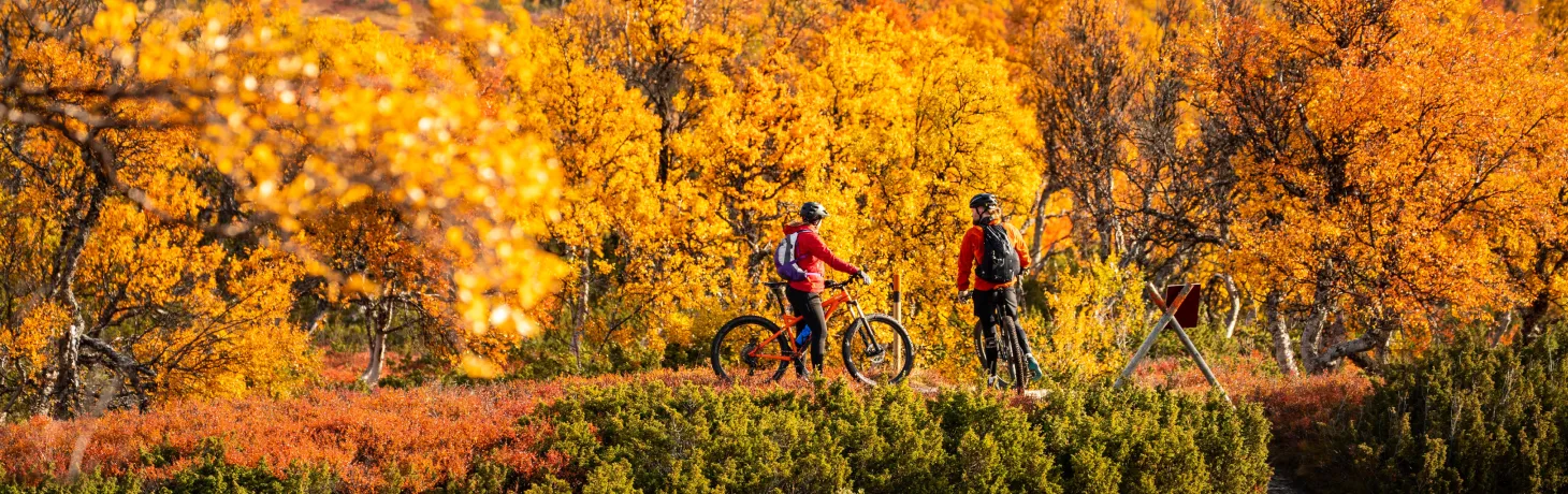 Två personer cyklar mtb bland vackra höstfärger