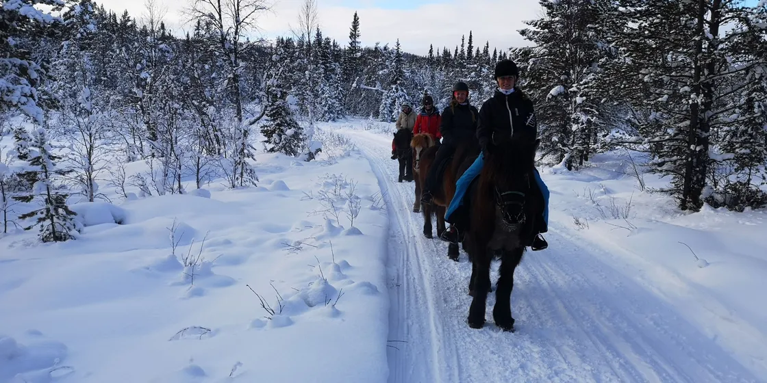 Fyra personer som rider på islandshästar i skog med snötäckta träd.