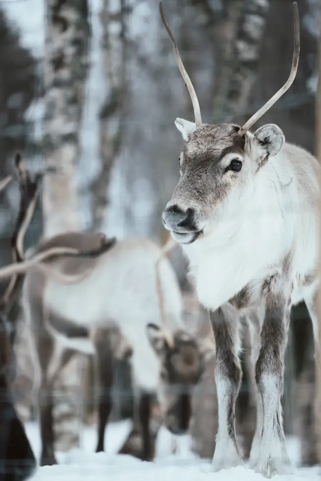 Ren blickar ut i vinterlandskap